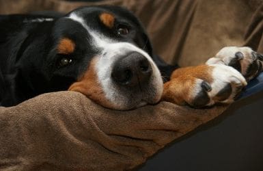 Tips afsluiten dierenverzekering liggende hond