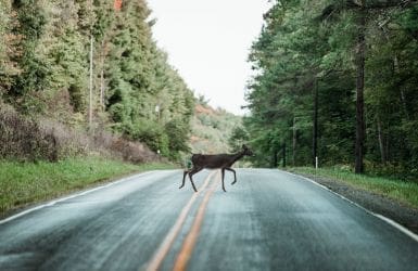 Insurance collision wild animal deer